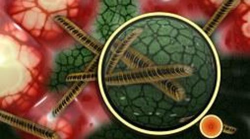 Flora intestinală ne poate manipula pofta pentru unele alimente, ceea ce explică apariţia obezităţii