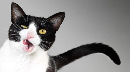 Care a legătura între o pisică şi schizofrenie? Cercetătorii se tot chinuie să o demonstreze