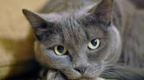 Alimente interzise pisicilor: Ciocolată. Cafea. Ceai. Ceapă. Usturoi...