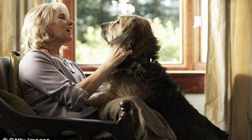 Proprietarii de câini au un indice de masă corporală mai mic