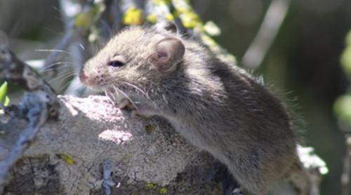 Hantavirus: ce șobolani pot transmite virusul?