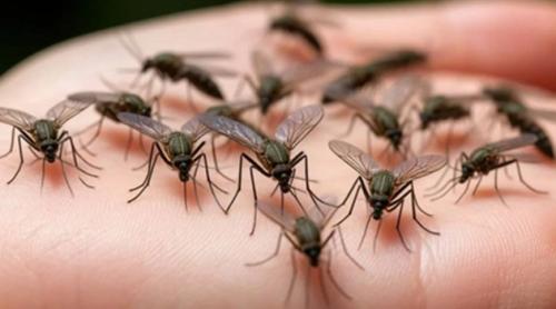 Google vrea să elibereze 32 de milioane de țânțari modificați genetic în SUA pentru a combate bolile transmise de insecte