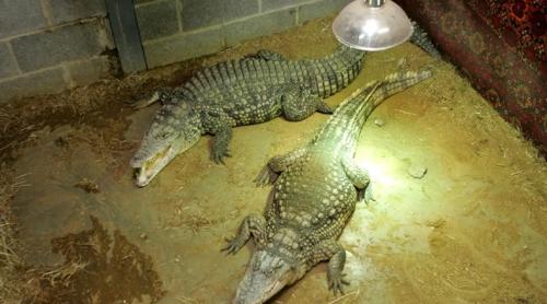 Marea Britanie: Un copil de 3 ani a fost aruncat de un barbat în țarcul crocodililor la o grădină zoologică. Politia nu a difuzat identatea agresorului