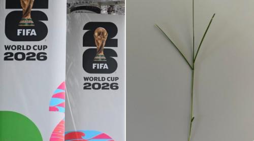 FIFA vinde cu 450 de dolari bucăți din gazonul pe care se va juca finala Cupei Mondiale