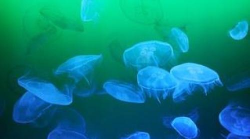 Meduzele, cel mai eficient filtru al nanoparticulelor din apă