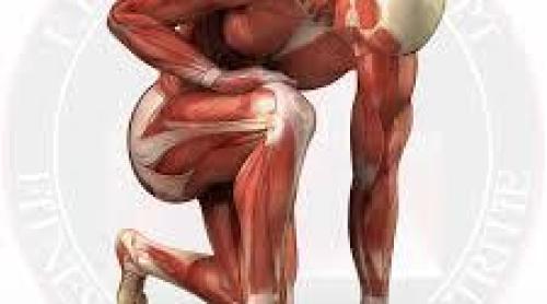Pierderea de masă musculară: O genă implicată